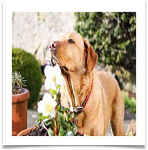 JT Freddie Smells The Flowers - Jackie Tucker